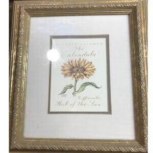 The Calendula Herb of the Sun by Constance Lael 1995 Vintage Wall Art